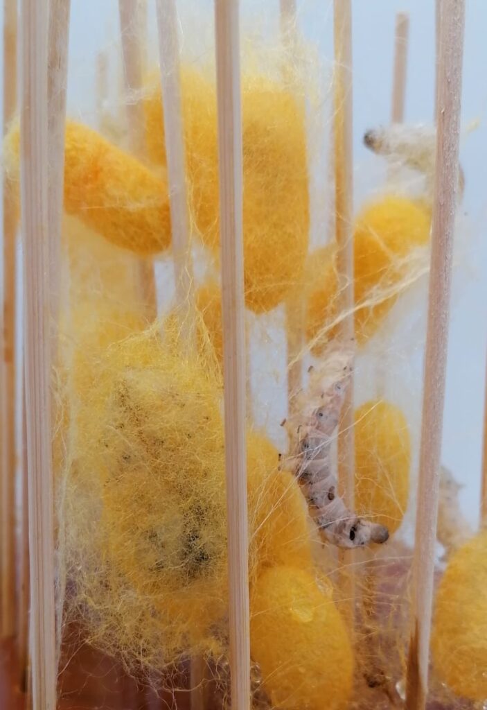 Vers à soie entrain de tisser leurs cocons jaunes